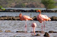 flamingo-1